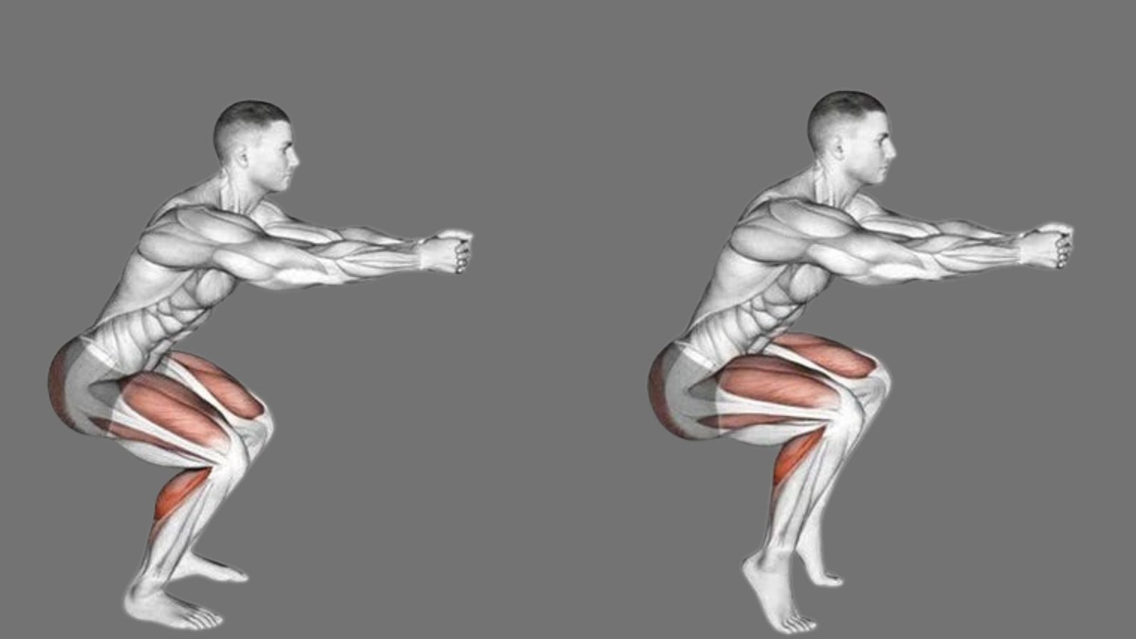 Anatomical illustration demonstrating two bodyweight squat positions with arms extended forward, quads and glutes highlighted red
