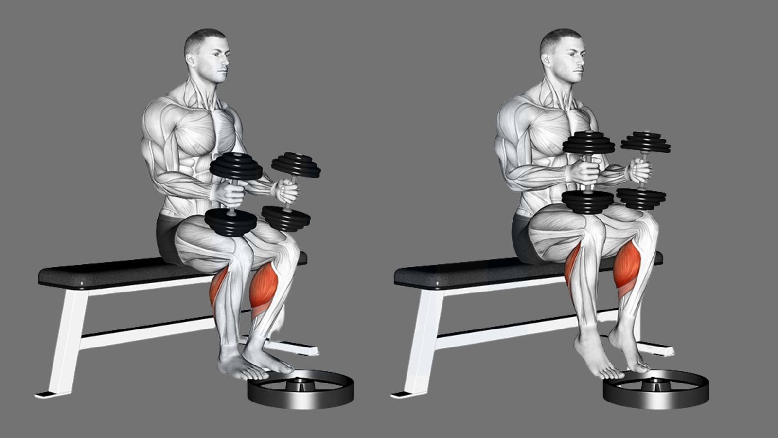 Anatomical illustration showing seated dumbbell calf raises on bench with heels elevated on plate, calves highlighted red