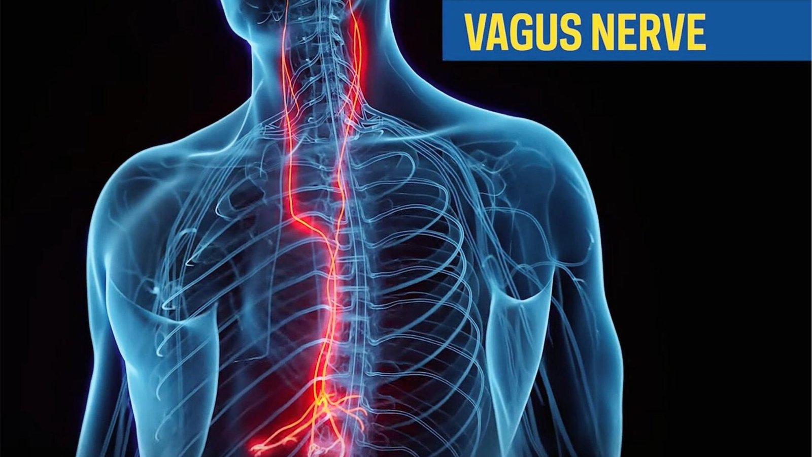 Medical illustration highlights vagus nerve pathway in red from brain to abdomen, showing gut-brain connection.